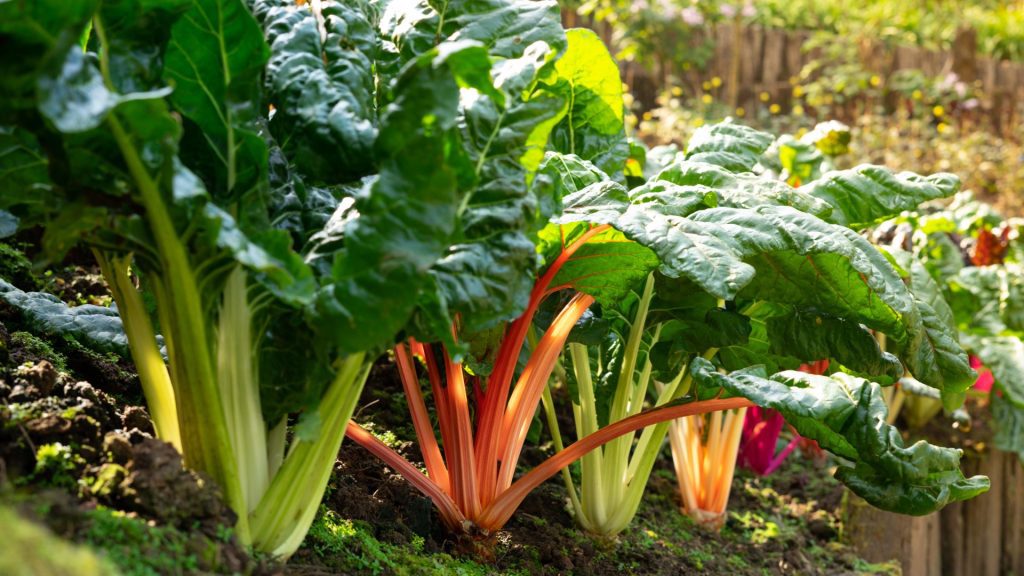 Acelgas plantadas