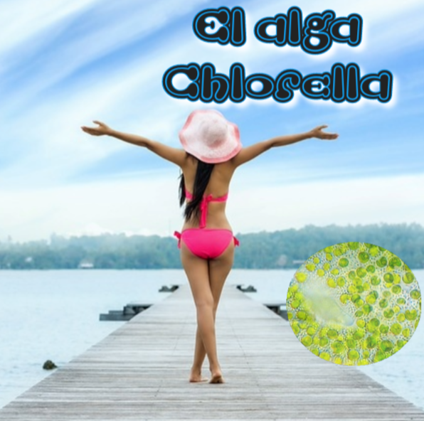 El alga Chlorella