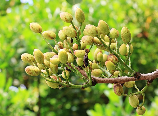 Arbol Pistachero