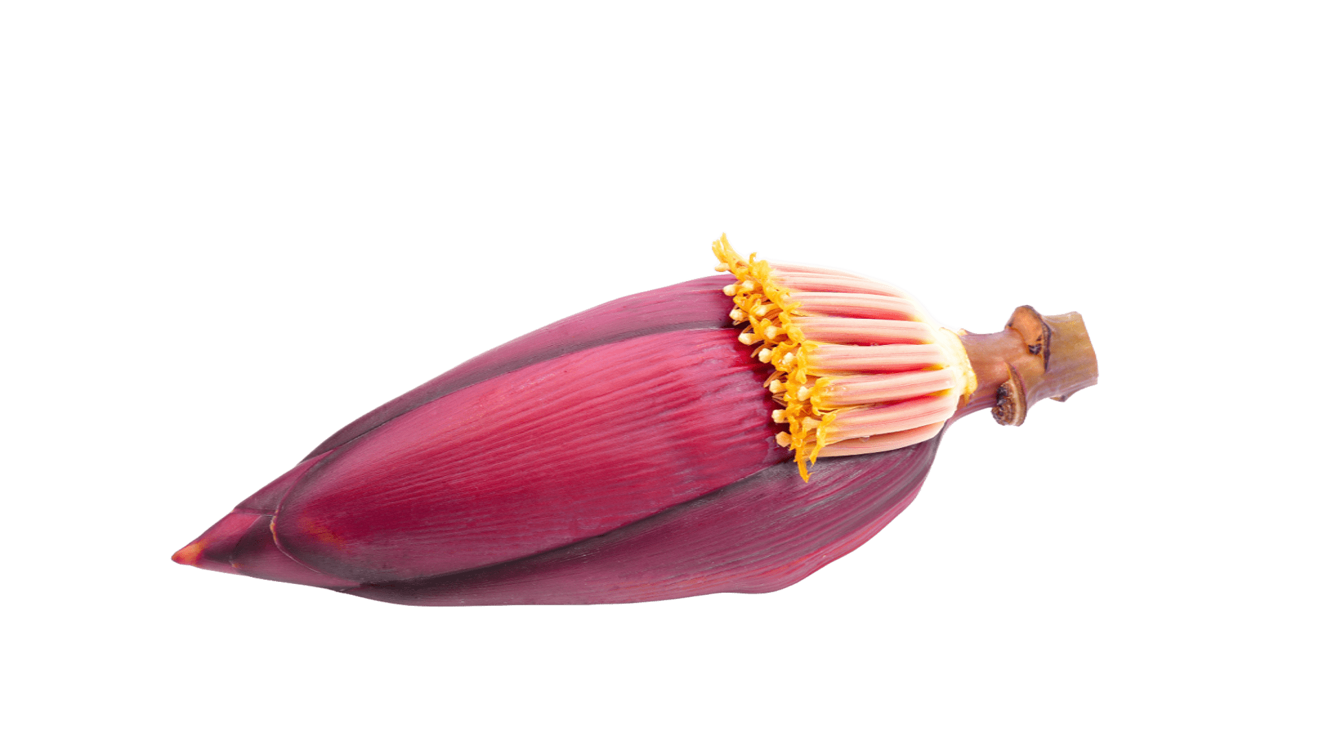 Flor del plátano